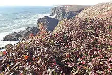 Beach Strawberry, coastal cliffs, Iversen, Mendocino