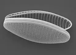 The pennate diatom Fragilariopsis kerguelensis, found throughout the Antarctic Circumpolar Current, is a key driver of the global silicate pump.
