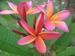 Plumeria rubra in Tahiti