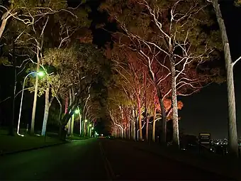 Fraser Avenue at night