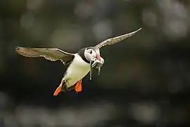 Adult returning with sand eels to feed the chick