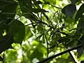 Developing samaras of a pumpkin ash in Elgin County, Ontario, Canada.