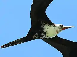 Juvenile male in flight