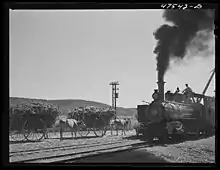 Freight train used in hauling cane to the mill from loading stations (1942)