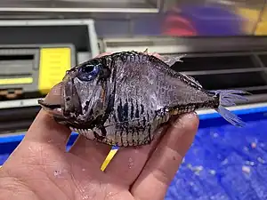 An 8cm long hatchetfish held in someone's hands and viewed from the side. The skin is silver, with damaged areas showing the dark flesh underneath, and the eyes are large and have metallic-blue pupils. Light-producing organs are found on the underside. The fish is laterally-compressed and has a very deep body, such that the depth only fits ~1.5x in the length. The animal has experienced barotrauma, and gases are causing some tissue to bulge from the mouth.