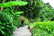 Path in the botanical garden