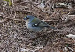 Azores chaffinch (Fringilla coelebs moreletti)