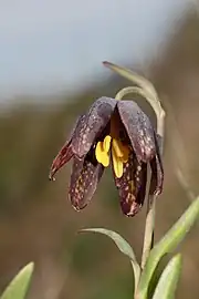 Dark flower