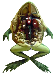 Dissected frog