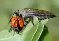 Dysmachus fuscipennis: Asilidae with beetle prey