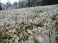 Frozen blades of grass in Hillsborough County, New Hampshire