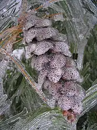 A pine cone covered in ice after an ice storm.