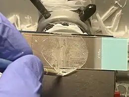 Putting a glass slide on the tissue.