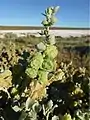 Fruiting bodies of Atriplex vesicaria subsp. macrocystidia