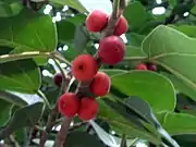 Ripe fruits of Indian banyan. Suhrawardy Udyan , Dhaka