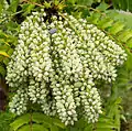 Immature fruits of Mahonia oiwakensis subsp. lomariifolia