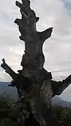 Centuries-old plane tree (now dead) in village centre
