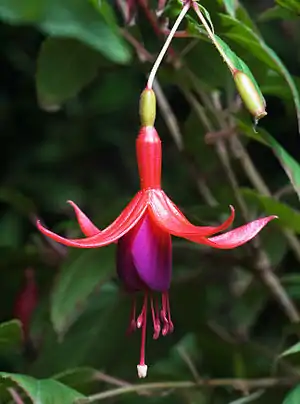 Fuchsia magellanica