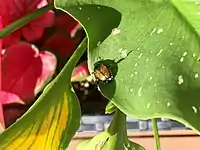 Japanese beetle feeding on calla lily, Ottawa, Ontario, Canada
