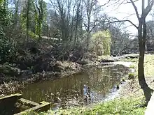 pond with trees around and dormant water plants at the margins