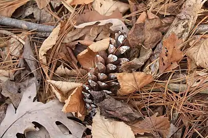 A fully grown and freshly fallen female pine cone (P. strobus)