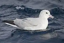white petrel with gray back and black wingtips on water