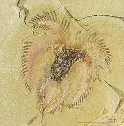 Fossil of "Furca" mauretanica