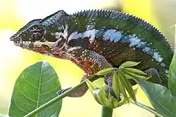 A colorful green, white, and red chameleon stands perched on some vegetation.