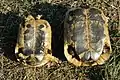 Greek tortoises from Sardinia: plastron of male (left) and female (right)