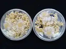 Fusarium oxysporum f.sp. cubense race 1 growing for several days on brown rice