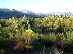 A view of a forest in the foreground, with a mountain range in the background.