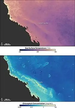 Satellite images of the Great Barrier Reef showing sea surface temperature, and chlorophyll, with the latter showing bleaching.