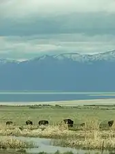 Bison near a freshwater spring on Antelope Island