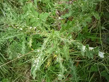 Cirsium arvense suffering from feeding damage caused by Cassida rubiginosa adults and larvae