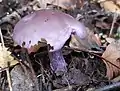 Wood blewit, Lepista nuda