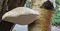 Birch Polypore, Fomitopsis betulina, on birch log