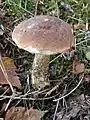 Brown birch bolete, Leccinum scabrum