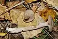 Coconut-scented milkcap, Lactarius glyciosmus