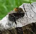 Common carder bee, Bombus pascuorum on loggery