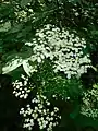 Elder, Sambucus nigra, in flower as an undershrub