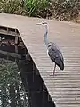 Grey heron, Ardea cinerea on boardwalk