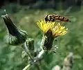 Hoverfly on catsear