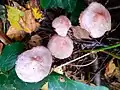 Rosy bonnet, Mycena rosea