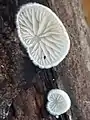 Flat oysterling, Crepidotus cf applanatus