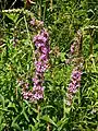 Purple loosestrife, Lythrum salicaria