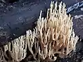 Ramaria cf stricta, a coral fungus