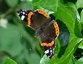 Red admiral, Vanessa atalanta