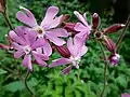 Red campion, Silene dioica, on ramp meadow