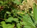 Speckled bush cricket, Leptophyes punctatissima, in picnic meadow