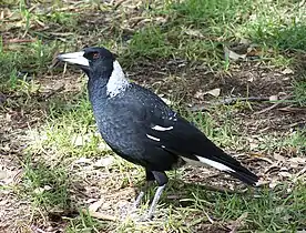 Western magpie female. The plumage at the nape is a starker white in males